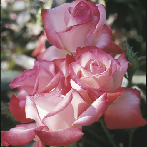 Model gemini rose Scarlet Rose