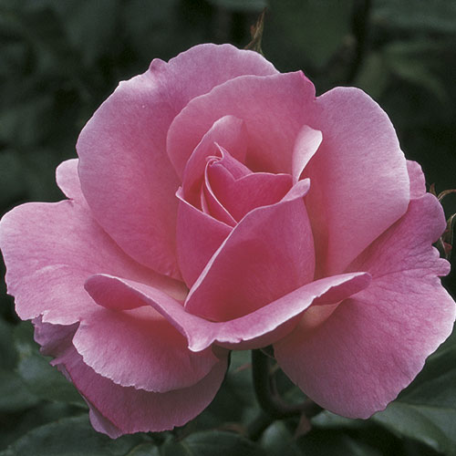 Queen Elizabeth  Grandiflora Rose