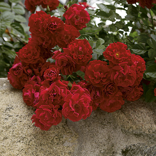 Red Ribbons  Groundcover Rose